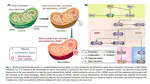 Mitochondrial outer membrane permeabilization and inner membrane permeabilization in regulating apoptosis and inflammation
