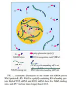 Specificity and competition of mRNAs dominate droplet pattern in protein phase separation